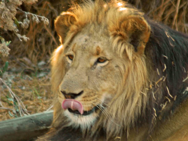 S�dafrika_2063b.jpg (46330 Byte)