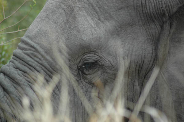 S�dafrika_212.jpg (35286 Byte)