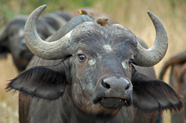 S�dafrika_274.jpg (32660 Byte)