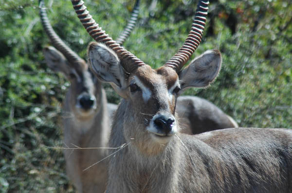 S�dafrika_454.jpg (49089 Byte)