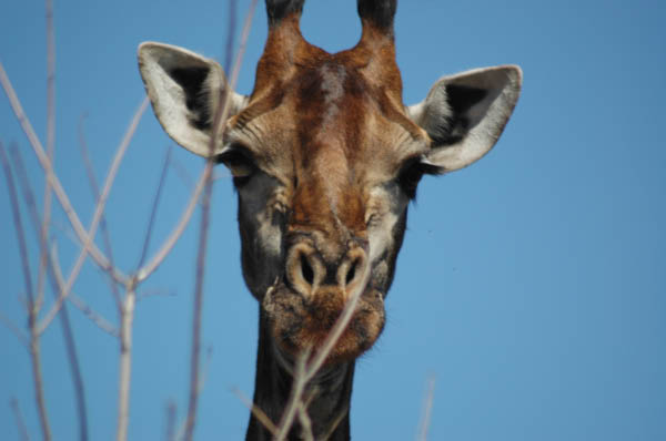 S�dafrika_465.jpg (25190 Byte)