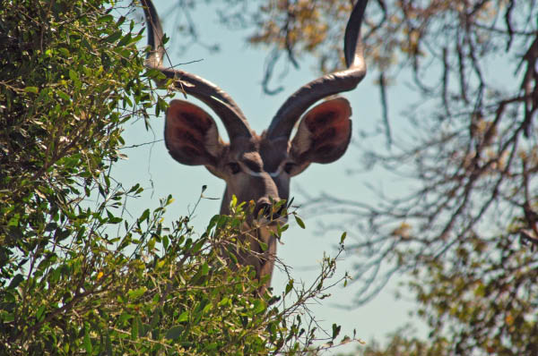 S�dafrika_471.jpg (67884 Byte)