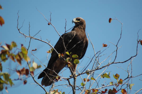 S�dafrika_484.jpg (37446 Byte)