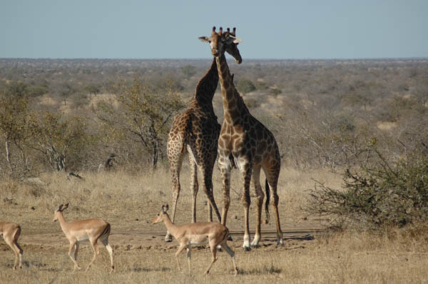 S�dafrika_508.jpg (44165 Byte)