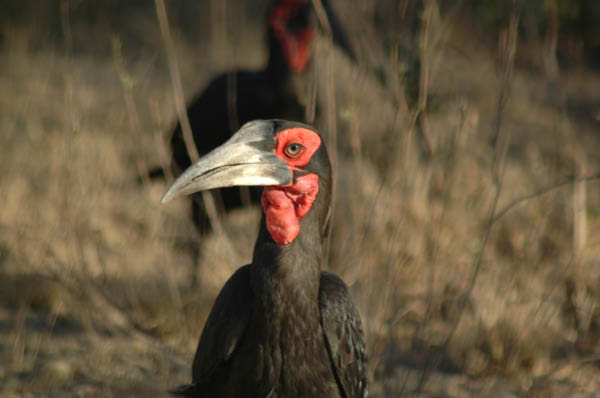 S�dafrika_624.jpg (27526 Byte)