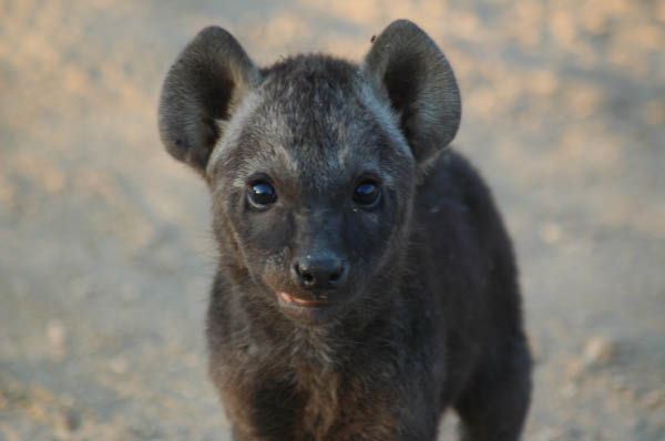 S�dafrika_643.jpg (23508 Byte)