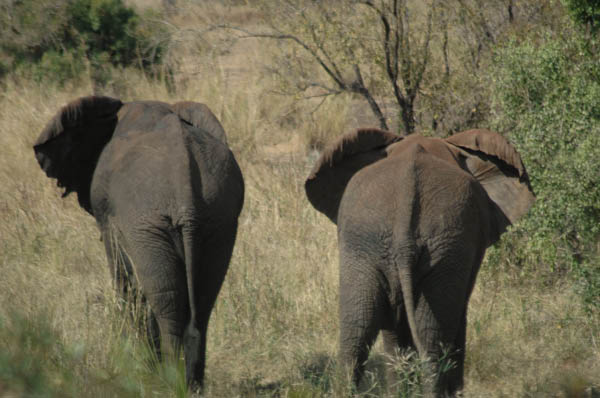 S�dafrika_821.jpg (45557 Byte)