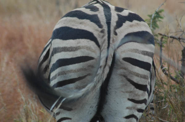 S�dafrika_836.jpg (32888 Byte)