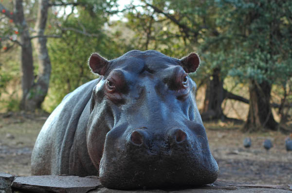 S�dafrika_914.jpg (43686 Byte)